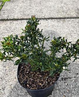 Ilex meserv. 'Horstmann Mini' Pot 2 Liter 10 - 20 cm