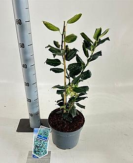 Ilex 'Nellie R. Stevens' Pot 3 Liter 40 - 50 cm