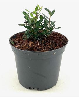 Ilex vomitoria 'Dwarf' Pot 2 Liter