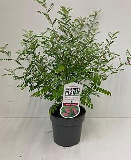 Indigofera heterantha Pot 2 Liter30 - 40 cm