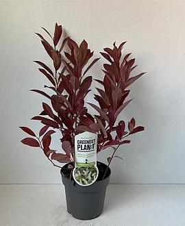 Itea virginica 'Henry's Garnet' Pot 2 liter 25-30cm