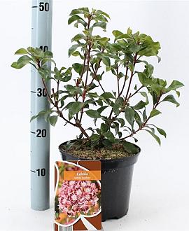Kalmia lat. 'Bandeau' Pot 4 liter 25-30cm