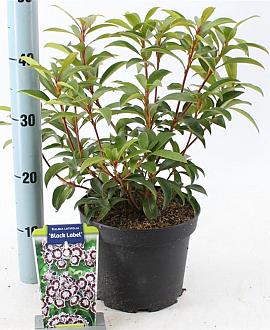 Kalmia lat. 'Black Label' Pot 4 liter 25-30cm