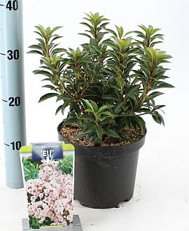 Kalmia lat. 'Elf' Pot 3 liter 25-30cm