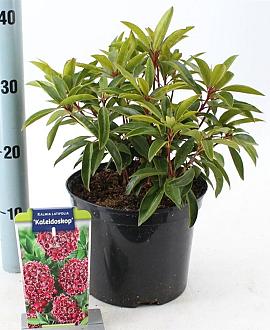 Kalmia lat. 'Kaleidoskop' Pot 4 liter 25-30cm