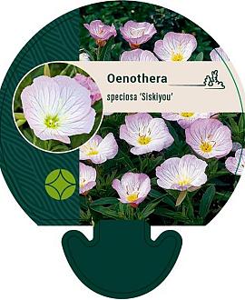 Oenothera speciosa 'Siskiyou' Pot 9 cm