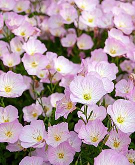 Oenothera speciosa 'Siskiyou' Pot 9 cm