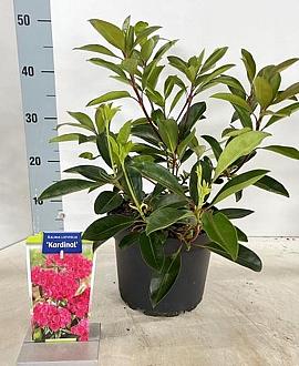 Kalmia lat. 'Kardinal' Pot 4 liter 25-30cm