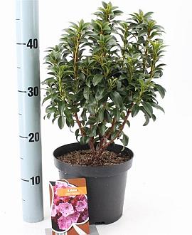 Kalmia lat. 'Little Linda' Pot 3 liter 25-30cm