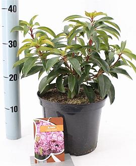 Kalmia lat. 'Moyland' Pot 4 liter 25-30cm