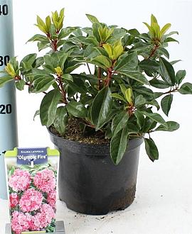 Kalmia lat. 'Olympic Fire' Pot 4 liter 25-30cm