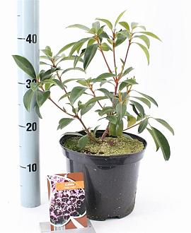 Kalmia lat. 'Schokra' Pot 4 liter 25-30cm