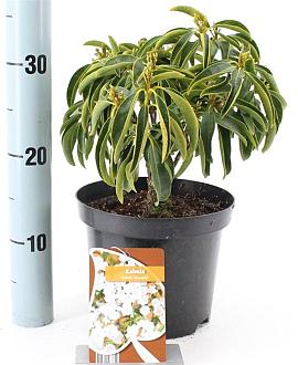 Kalmia lat. 'Snowdrift' Pot 3 Liter 30 - 40 cm