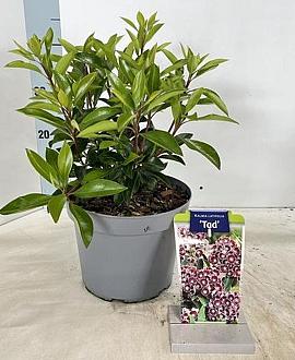 Kalmia lat. 'Tad' Pot 4 liter 25-30cm