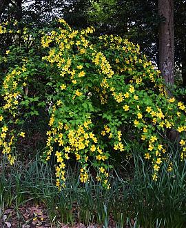 Kerria jap. 'Golden Guinea' Pot 20 Liter 80 - 100 cm