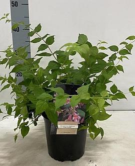 Kolkwitzia amabilis 'Pink Cloud' Pot 2 Liter40 - 50 cm