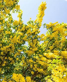 Laburnum anagyroides Pot 50 Liter 175 - 200 cm Meerstammig