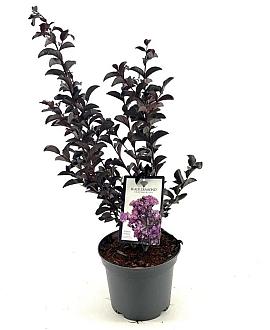 Lagerstroemia Black Solit. Series Pot 3 Liter 40 - 50 cm