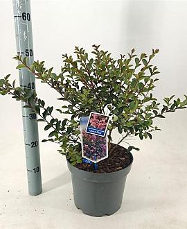 Lagerstroemia i. Choco Pink Pot 5 Liter 50 - 60 cm