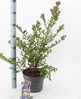 Lagerstroemia i. With Love Virgin Pot 5 Liter 40 - 60 cm