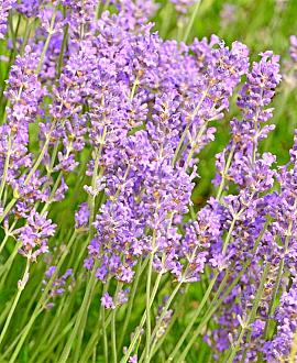 Lavandula ang. 'Hidcote' Pot 9 cm 10 - 20 cm