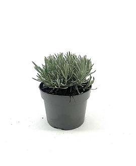 Lavandula int. 'Grosso' Pot 2 Liter