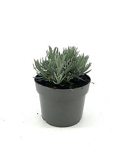 Lavandula int. Phenomenal Pot 2 Liter