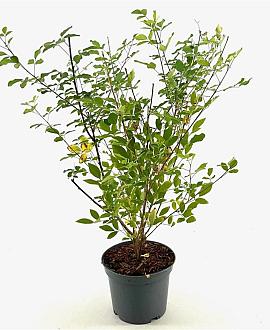 Lespedeza thunbergii Pot 3 Liter 40 - 50 cm
