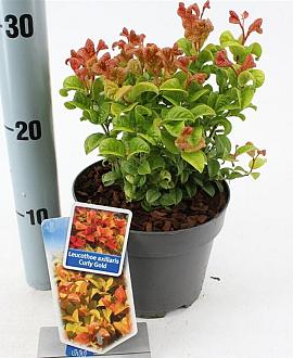 Leucothoe axillaris Curly Gold Pot 2 Liter 20 - 30 cm