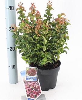 Leucothoe axillaris 'Curly Red' Pot 2 Liter 20 - 30 cm