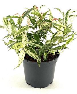 Leucothoe f. 'Rainbow' Pot 2 Liter 20 - 30 cm