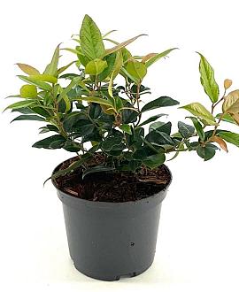 Leucothoe Lovita Pot 2 liter 25-30cm
