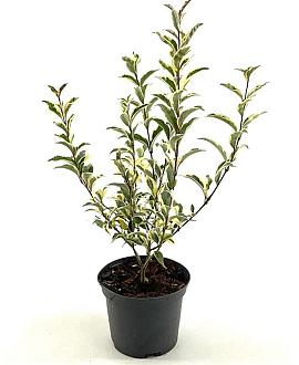 Ligustrum j. 'Colombine' Pot 2 Liter40 - 50 cm
