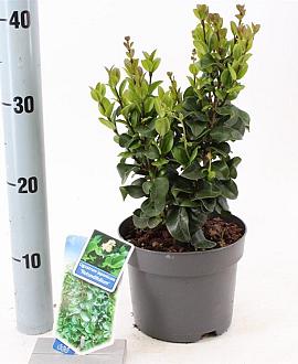 Ligustrum j. 'Rotundifolium' Pot 2 liter 25-30cm