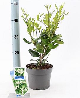Ligustrum j. 'Texanum' Pot 2 liter 25-30cm