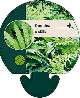 Onoclea sensibilis Pot 9 cm