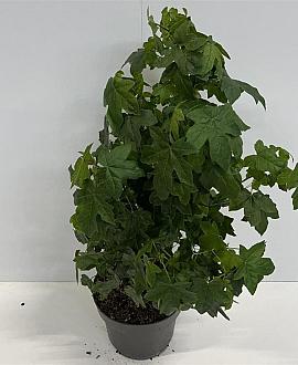 Liquidambar styraciflua Pot 4 Liter 40 - 60 cm