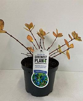 Lonicera c. 'Duet' Pot 3 liter 25-30cm