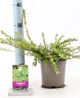 Lonicera nit. 'Maigrün' Pot 15 cm