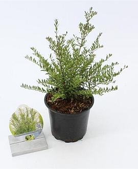 Lonicera nit. 'Tiny Green' Pot 15 cm