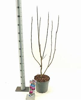 Magnolia Black Tulip Pot 5 Liter 60 - 80 cm
