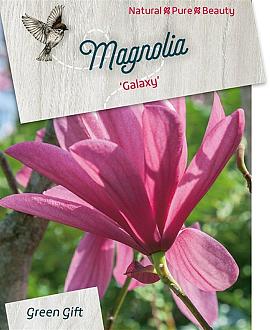Magnolia 'Galaxy' Pot 5 Liter 40 - 50 cm