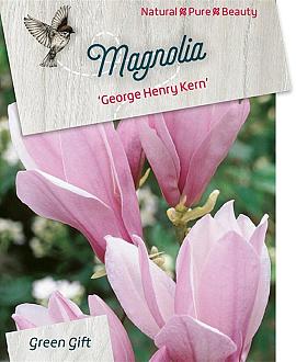 Magnolia 'George Henry Kern' Pot 5 Liter 