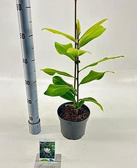 Magnolia grandiflora Pot 2 Liter50 - 60 cm