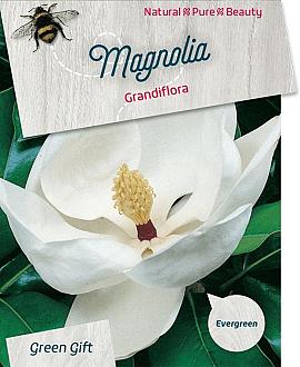 Magnolia grand. 'Little Gem' Pot 5 Liter 50 - 60 cm