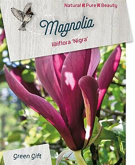 Magnolia l. 'Nigra' Pot 5 Liter 