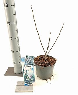 Magnolia loebneri 'Leonard Messel' Pot 2 Liter50 - 60 cm