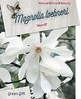 Magnolia loebneri 'Merrill' Pot 5 Liter 40 - 50 cm