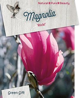 Magnolia 'Ricki' Pot 5 Liter 40 - 50 cm