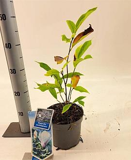 Magnolia soulangeana Pot 2 Liter40 - 50 cm